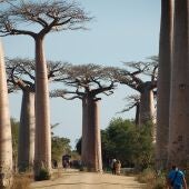 Imagen de archivo de unos baobabs