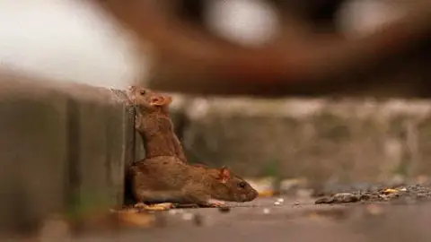 Ratas contrato plagas