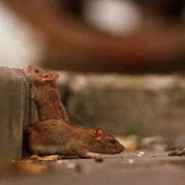 Ratas Ratas