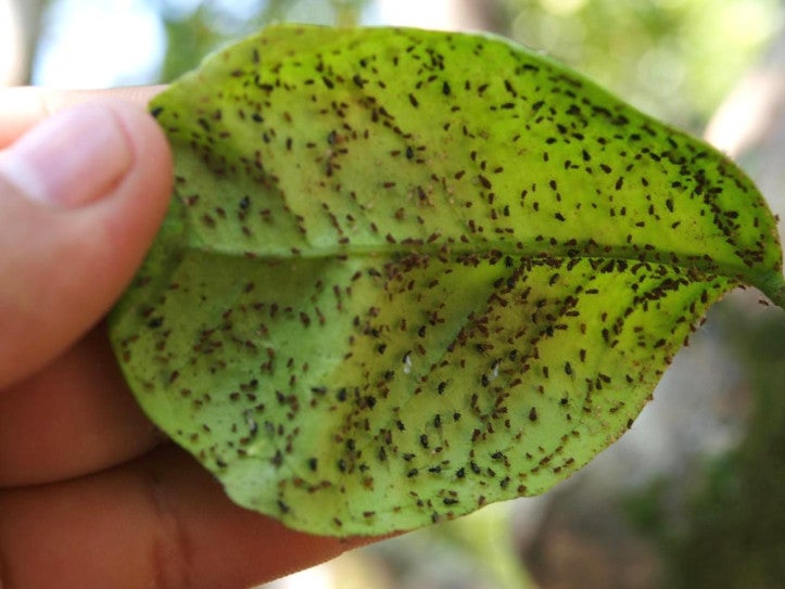 La plaga del pulgón trae de cabeza a la agricultura almeriense La plaga del pulgón trae de cabeza a la agricultura almeriense