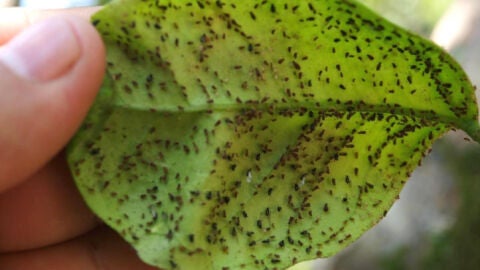 Plaga de pulg&oacute;n