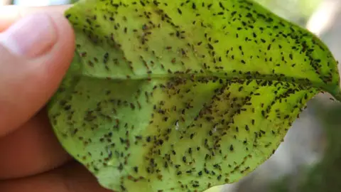 Plaga de pulgón Plaga de pulgón