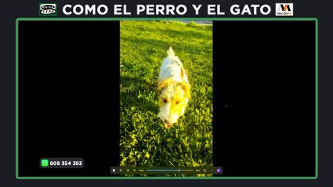 Dulce, una perrita ideal que no encuentra hogar debido a su enfermedad