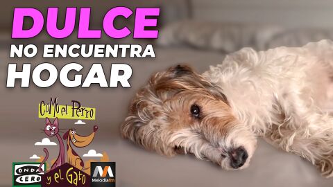 Dulce espera un hogar en APA Alcal&aacute;