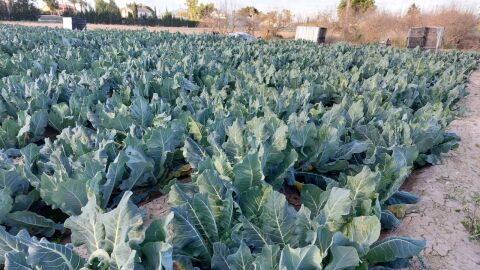 Cultivo de hortalizas de invierno en una finca de Elche. 