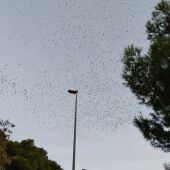 Vox pide que se pueda cazar estorninos en las proximidades de Huesca