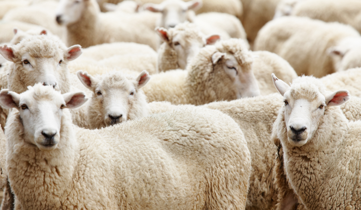 Un cebadero de corderos de Alcázar de San Juan primer foco de viruela ovina en la provincia Un cebadero de corderos de Alcázar de San Juan primer foco de viruela ovina en la provincia