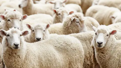 Rebaño ovejas Rebaño ovejas