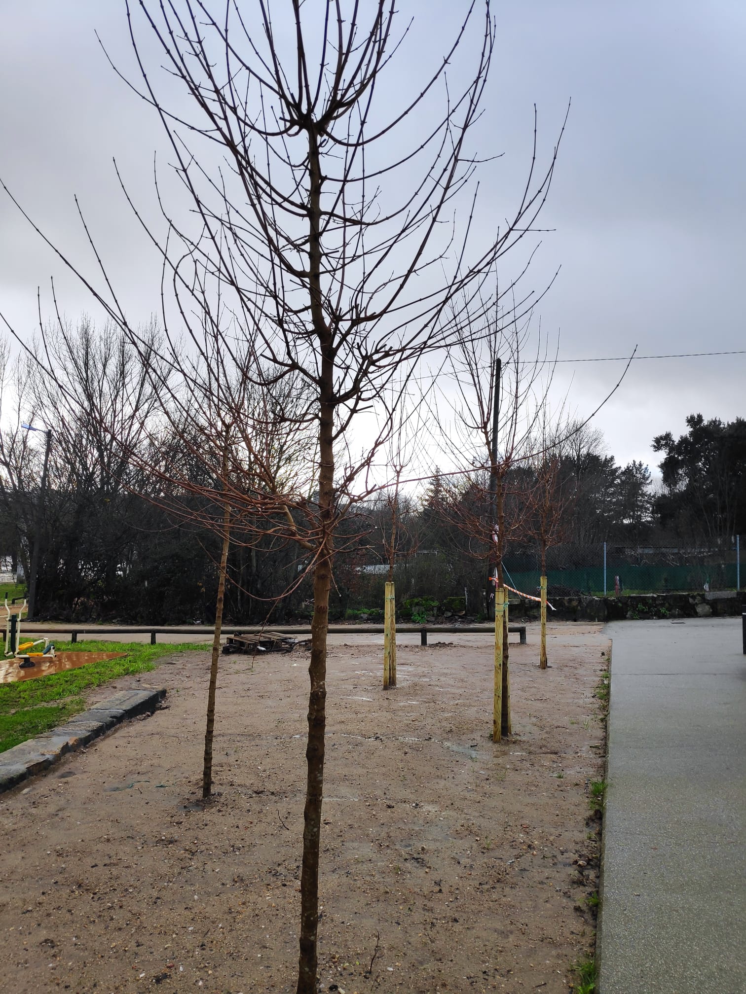 O Concello de Ourense planta novas árbores no entorno remodelado de Oira O Concello de Ourense planta novas árbores no entorno remodelado de Oira