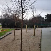 O Concello de Ourense planta novas árbores no entorno remodelado de Oira O Concello de Ourense planta novas árbores no entorno remodelado de Oira
