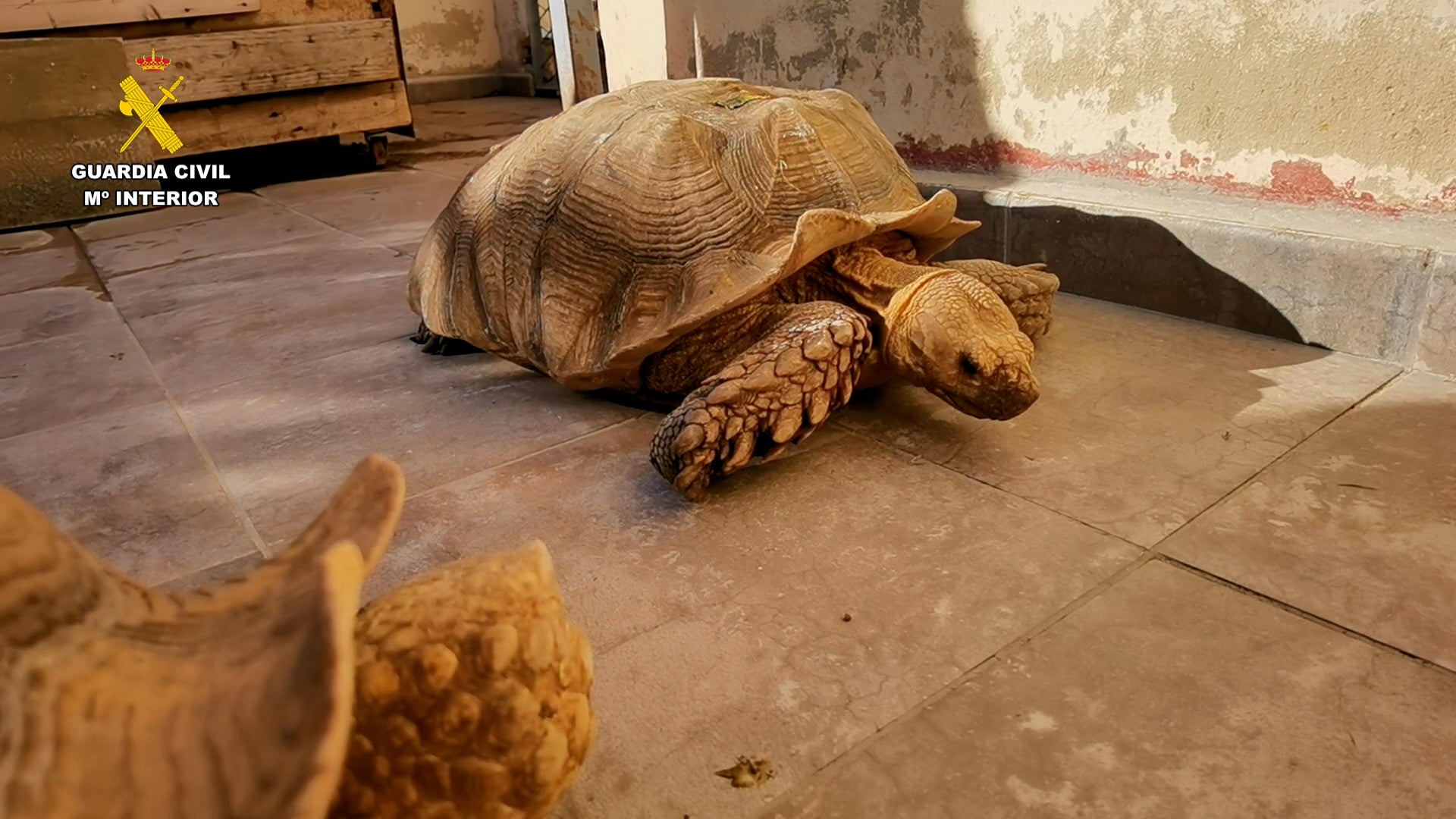 Detenido un hombre de 38 años por posesión ilícita de 27 tortugas protegidas Detenido un hombre de 38 años por posesión ilícita de 27 tortugas protegidas