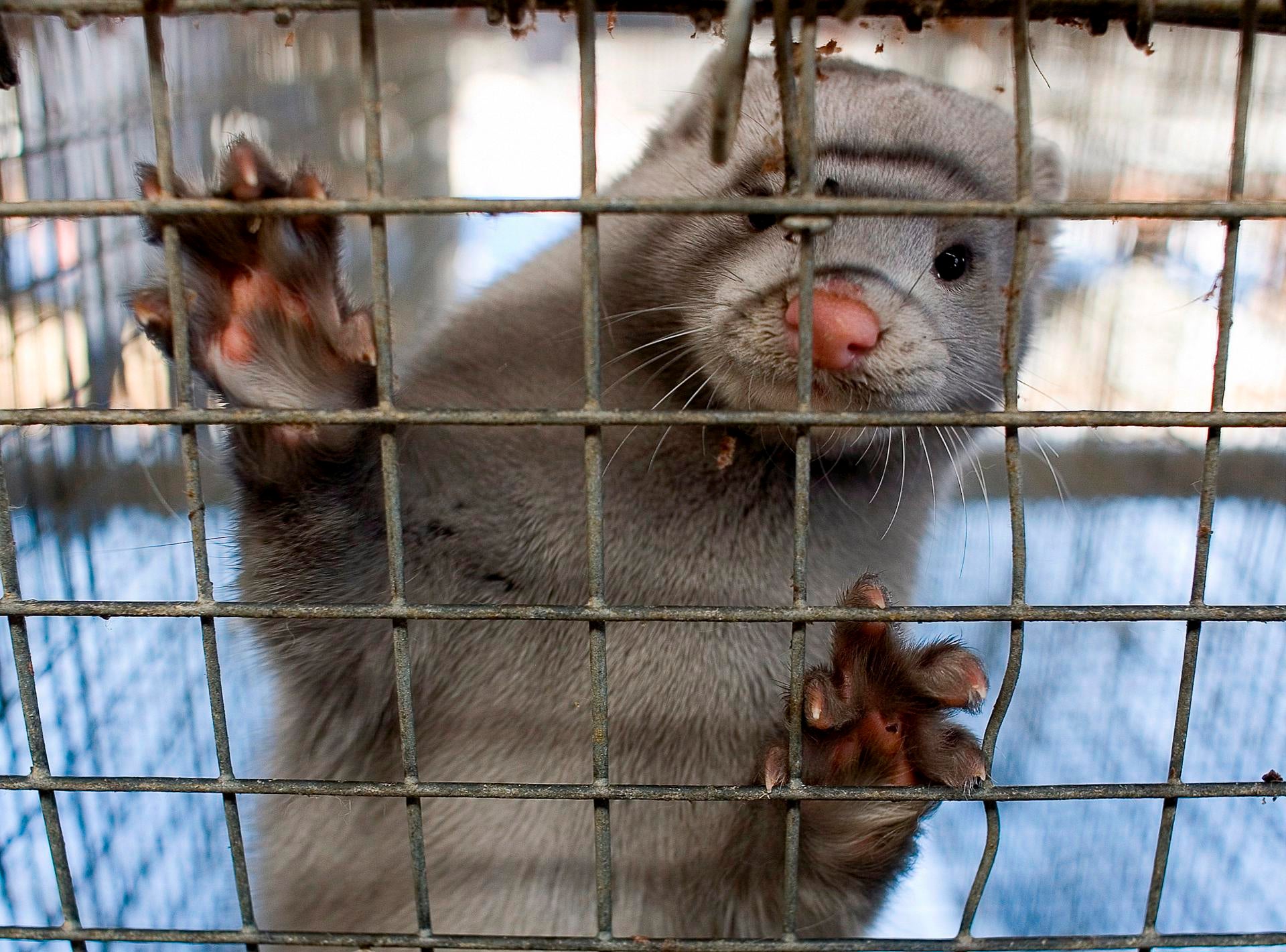 Un brote de gripe aviar en Galicia pone en alerta a los virólogos Un brote de gripe aviar en Galicia pone en alerta a los virólogos