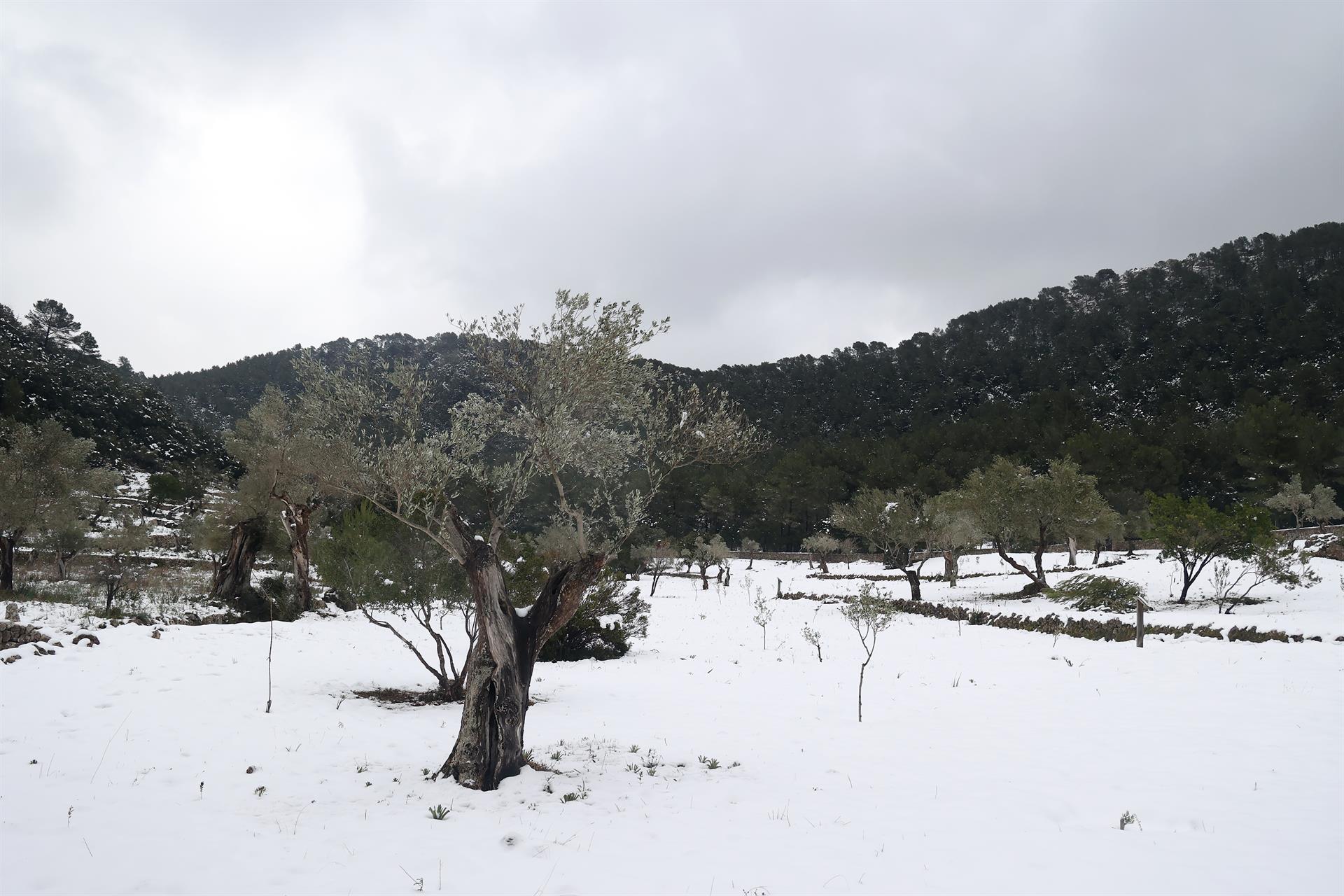 El alcalde de Escorca, muy crítico con la Dirección de Emergencias en la gestión de las nevadas en Mallorca El alcalde de Escorca, muy crítico con la Dirección de Emergencias en la gestión de las nevadas en Mallorca