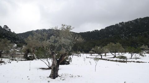 Manto de nieve en Mallorca a mediados de enero de 2023 Manto de nieve en Mallorca a mediados de enero de 2023