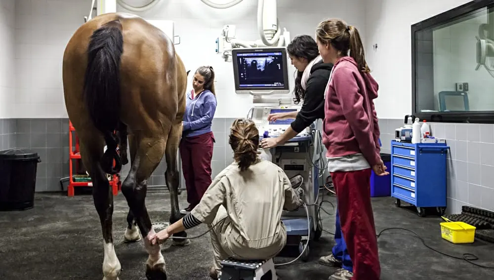 Hospital Clínico Veterinario de la Universidad Alfonso X el Sabio