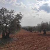 Olivar Olivar
