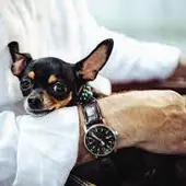Imagen perro y anciano Imagen perro y anciano