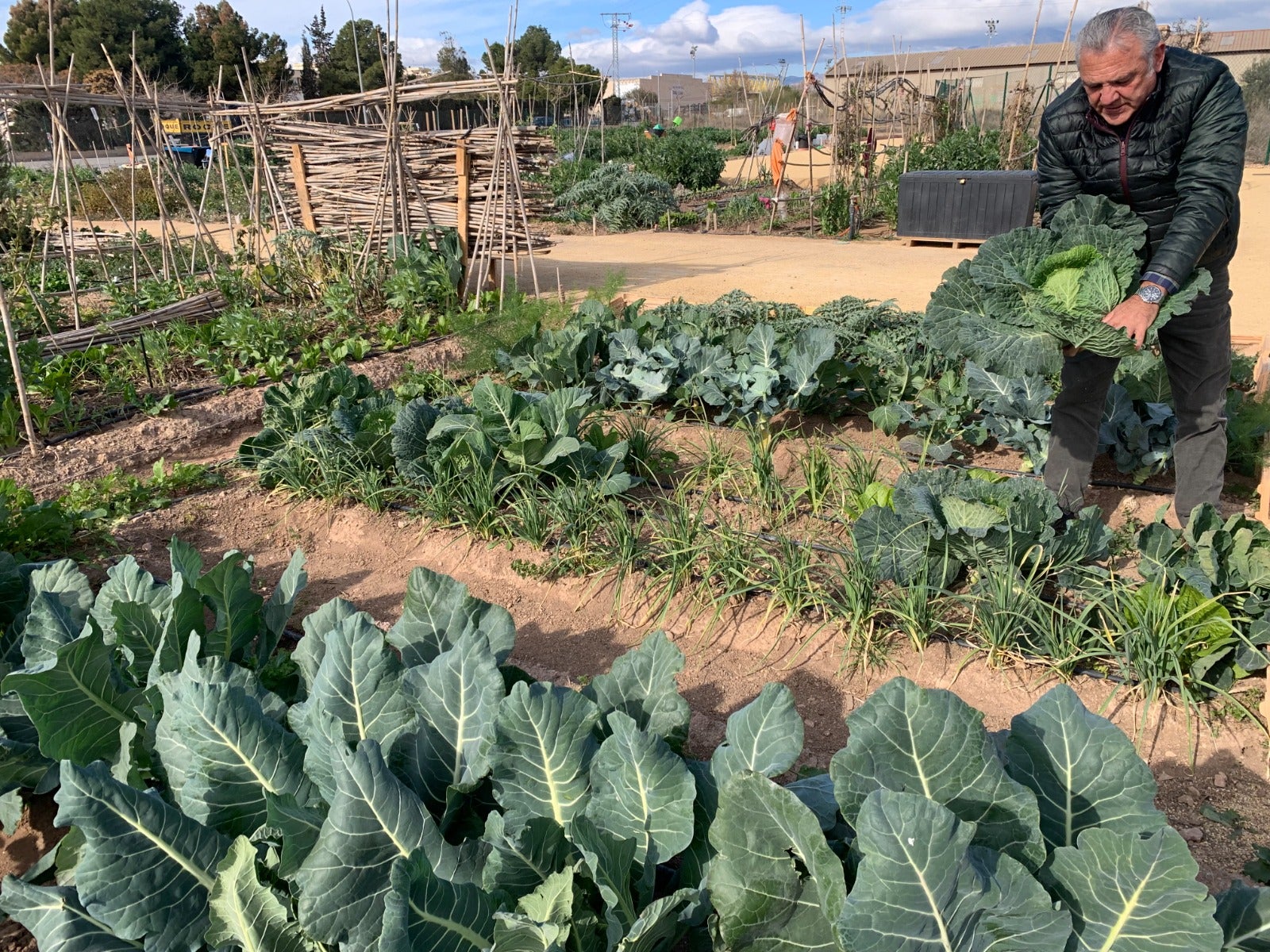 San Vicente del Raspeig adjudica todas las parcelas de los huertos urbanos y aprueba una lista de reserva de 45 personas San Vicente del Raspeig adjudica todas las parcelas de los huertos urbanos y aprueba una lista de reserva de 45 personas