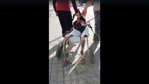 Perra de pastor alem&aacute;n tetrapl&eacute;jica