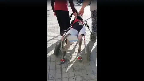 Perra de pastor alemán tetrapléjica Perra de pastor alemán tetrapléjica