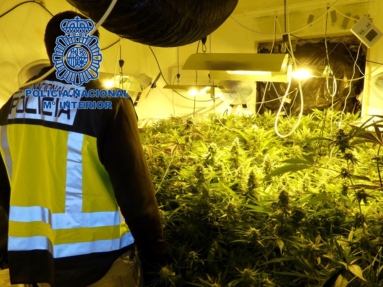 La Policía Nacional detiene en Elche a dos personas que tenían en Elda una plantación de marihuana La Policía Nacional detiene en Elche a dos personas que tenían en Elda una plantación de marihuana