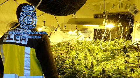 Plantación de marihuana desmantelada en Elda. Plantación de marihuana desmantelada en Elda.