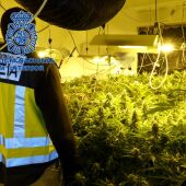 Plantación de marihuana desmantelada en Elda.