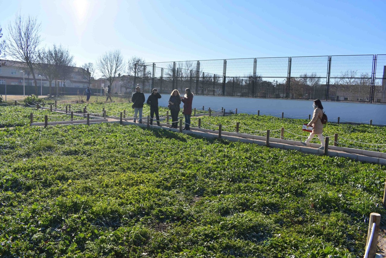 Cuatro asociaciones de Ciudad Real reciben los primeros huertos urbanos de la calle Sol Cuatro asociaciones de Ciudad Real reciben los primeros huertos urbanos de la calle Sol