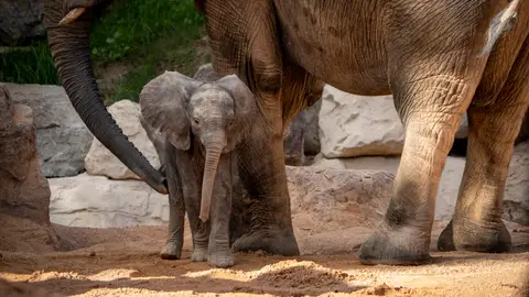 Makena, la cría de elefante de Bioparc Makena, la cría de elefante de Bioparc