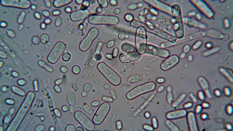 Imagen de archivo de microorganismos Imagen de archivo de microorganismos