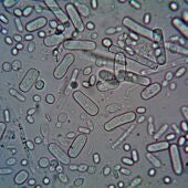 Imagen de archivo de microorganismos