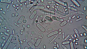 Imagen de archivo de microorganismos