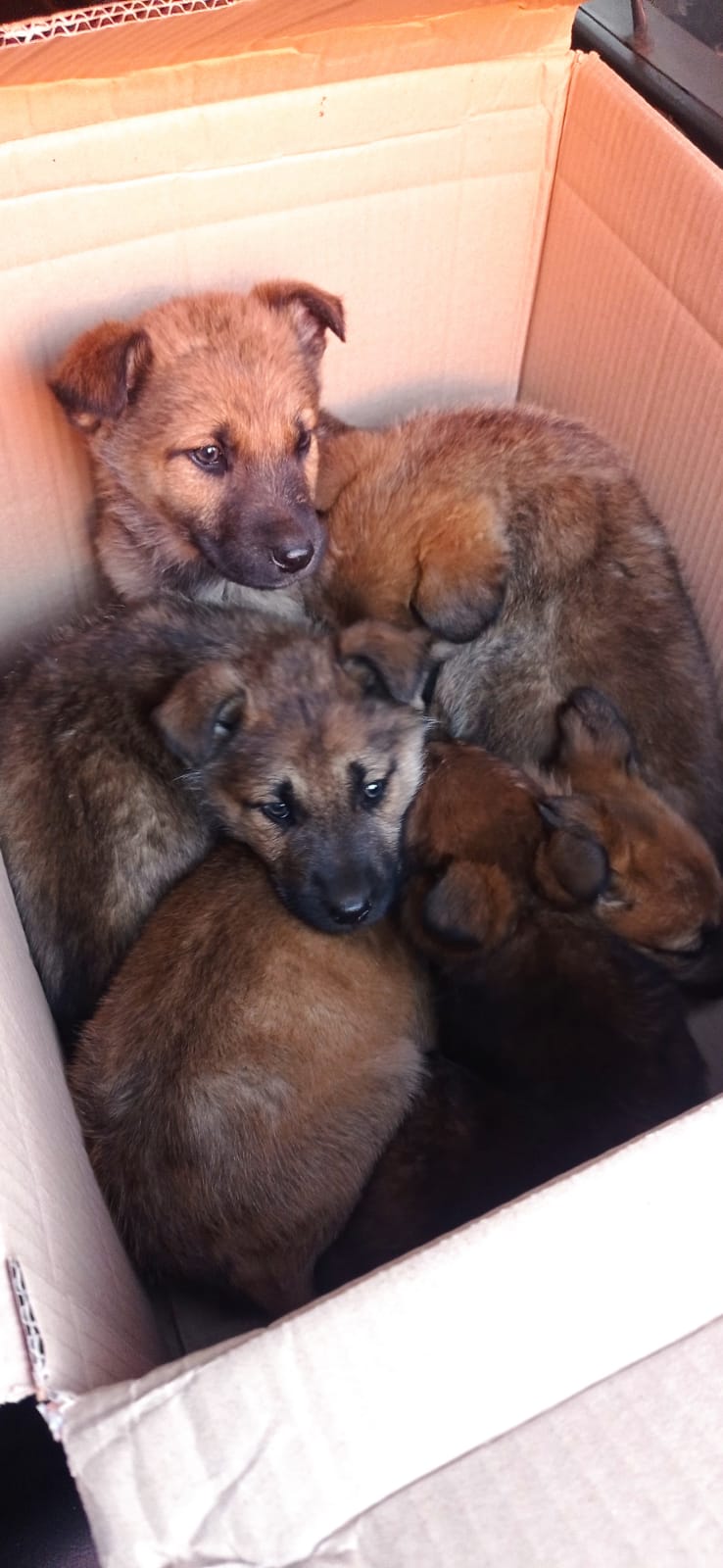 La Policía Local encuentra varios cachorros junto al Hospital de Ciudad Real La Policía Local encuentra varios cachorros junto al Hospital de Ciudad Real