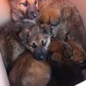 Cachorros encontrados por la Policía Local de Ciudad Real Cachorros encontrados por la Policía Local de Ciudad Real