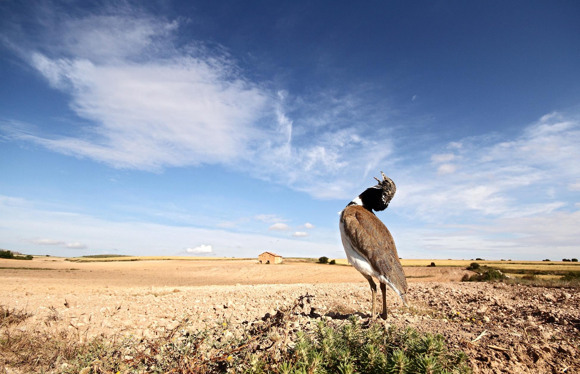 Bird Watching en una de las mayores zonas naturales Bird Watching en una de las mayores zonas naturales