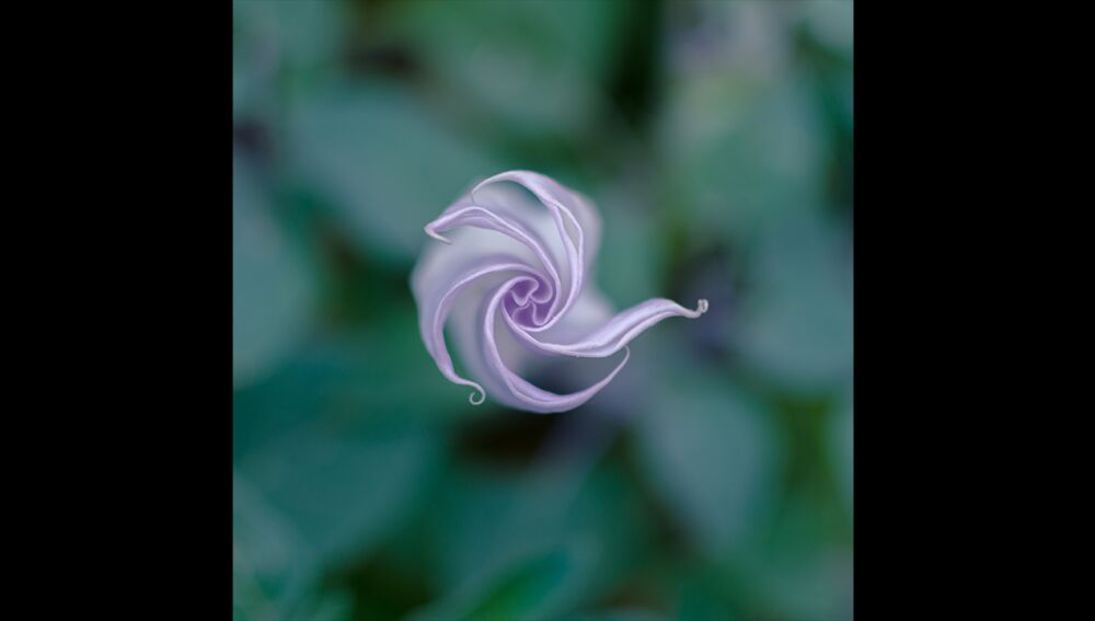 Estramonio, belleza tóxica