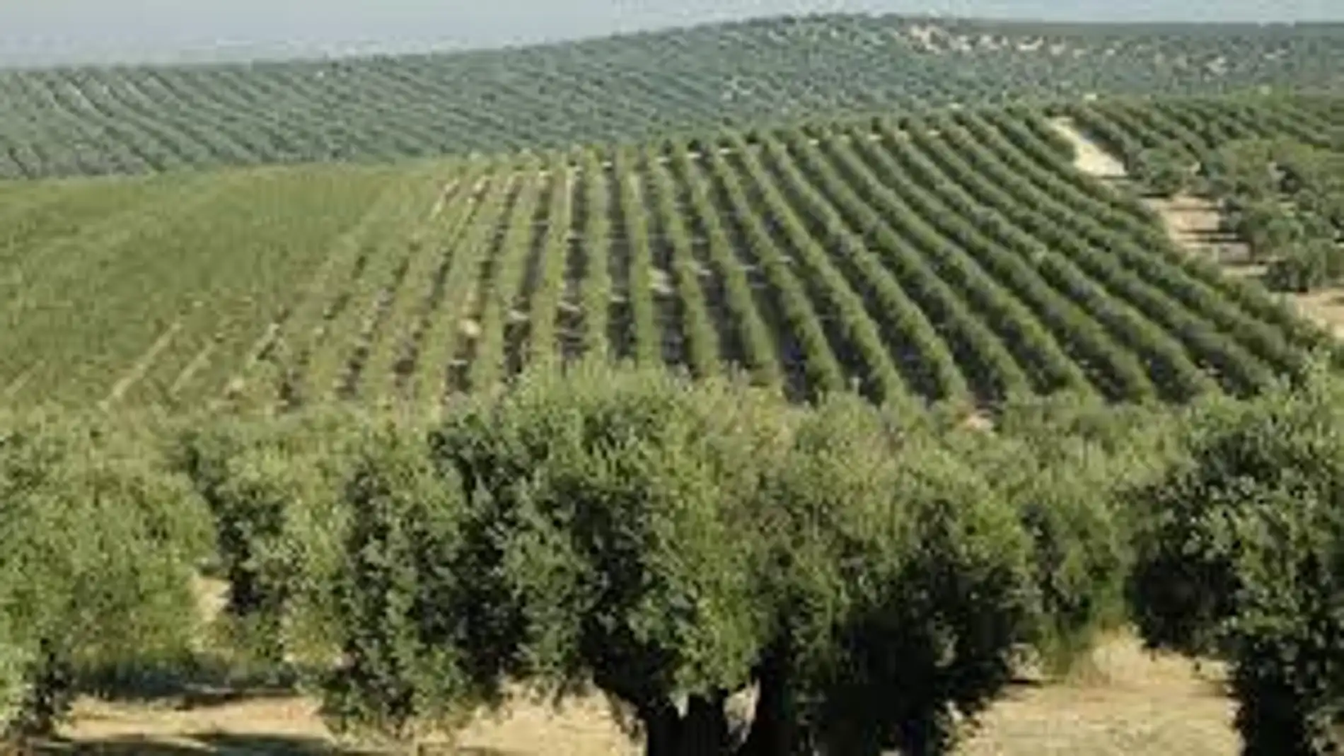 Asaja Córdoba pide que el olivar de la provincia no se incluya como Patrimonio Mundial 