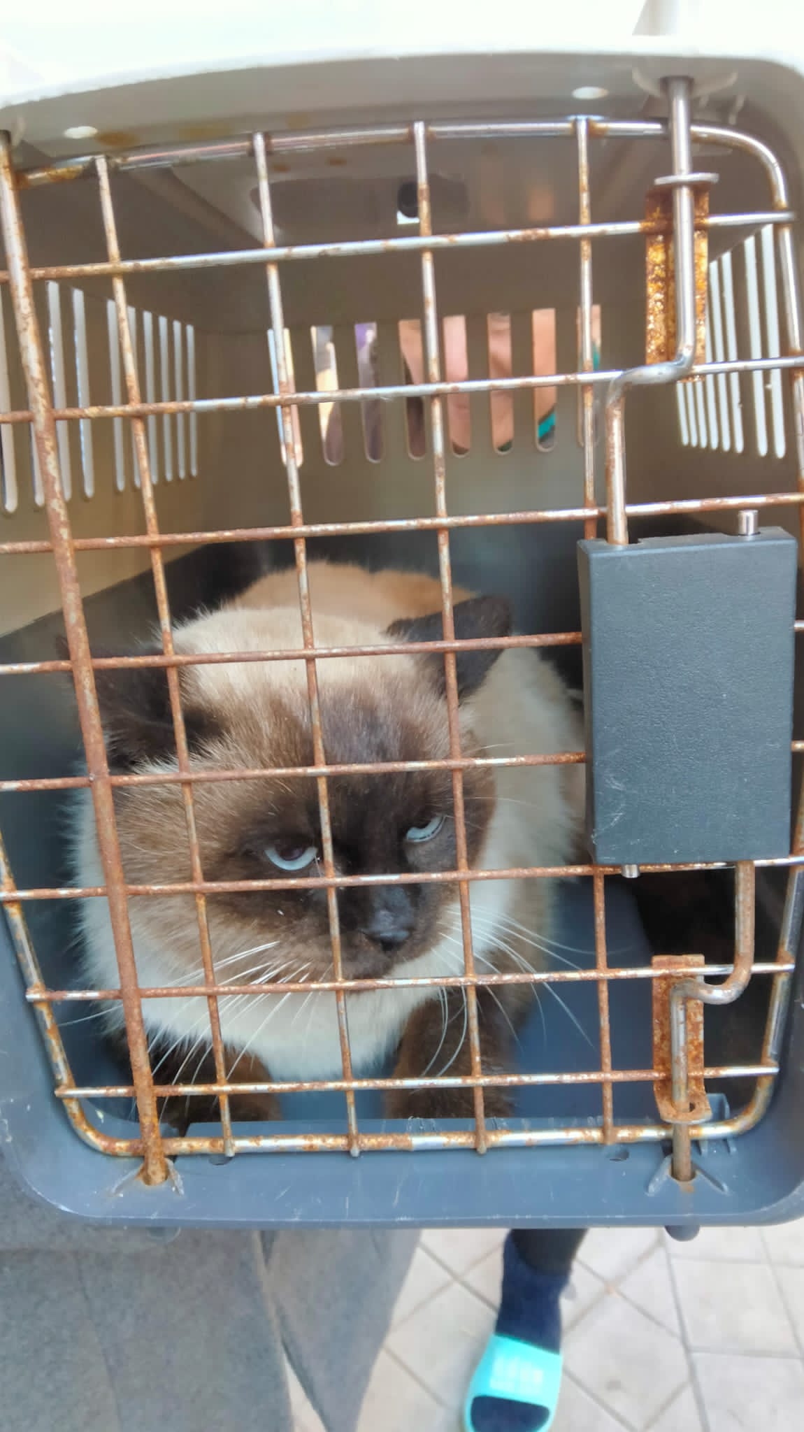 Una rescatadora recibe una brutal paliza durante el salvamento de un gato en Granada Una rescatadora recibe una brutal paliza durante el salvamento de un gato en Granada