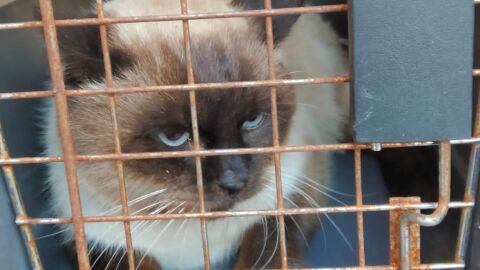 Gato rescatado del motor de un coche