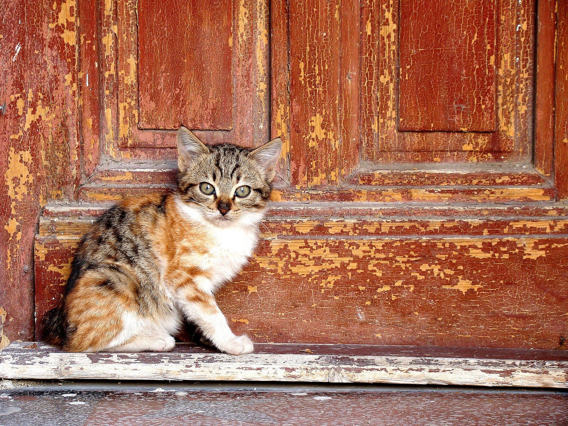 ¿Por qué a los gatos no les gusta las puertas cerradas? ¿Por qué a los gatos no les gusta las puertas cerradas?