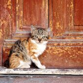 Imagen de un gato junto a una puerta