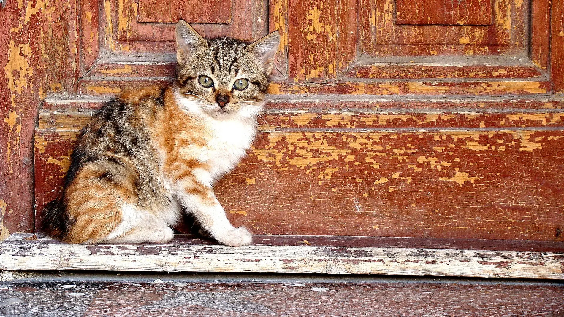 Imagen de un gato junto a una puerta