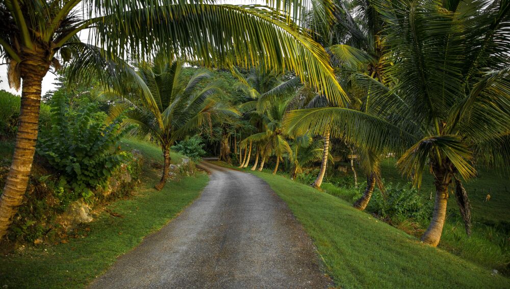 Camino de Jamaica