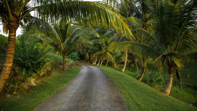 Camino de Jamaica Camino de Jamaica