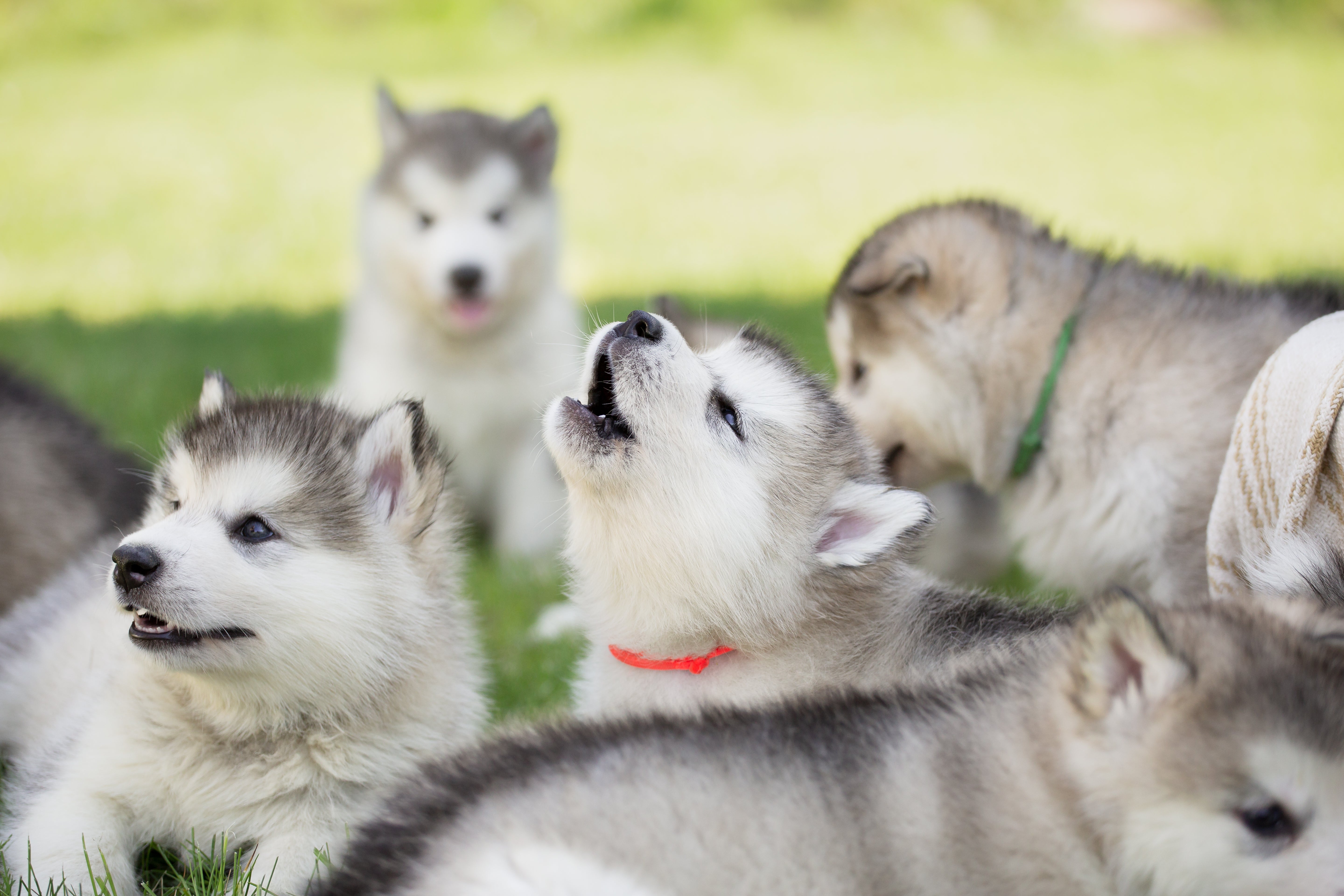 Las claves de la nueva Ley animal aprobada por el Congreso: del formulario para tener perro a las nuevas multas Las claves de la nueva Ley animal aprobada por el Congreso: del formulario para tener perro a las nuevas multas