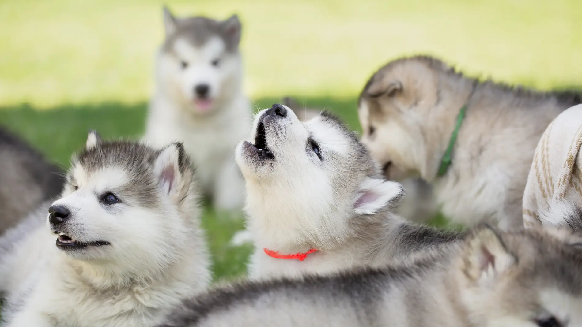 ¿Por qué aúllan los perros? ¿Lo hacen las razas más parecidas a los lobos?