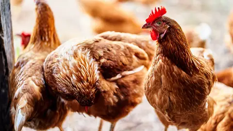 Archivo: granja de gallinas ¿Puede la gripe aviar llegar a los humanos?