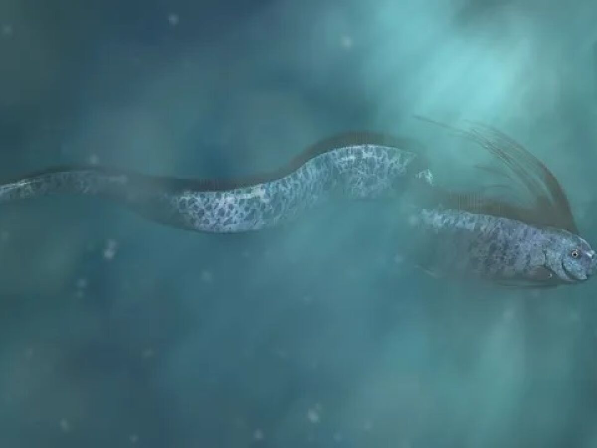 Así es el pez remo: por qué puede presagiar catástrofes naturales | Onda Cero Radio