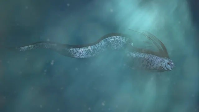 Así es el pez remo: por qué puede presagiar catástrofes naturales Así es el pez remo: por qué puede presagiar catástrofes naturales