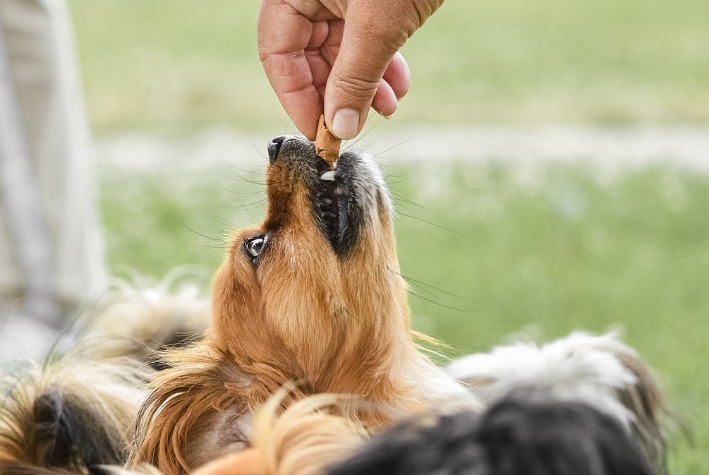 ¿Cuál es la alimentación más adecuada para que el perro tenga una vida saludable? ¿Cuál es la alimentación más adecuada para que el perro tenga una vida saludable?